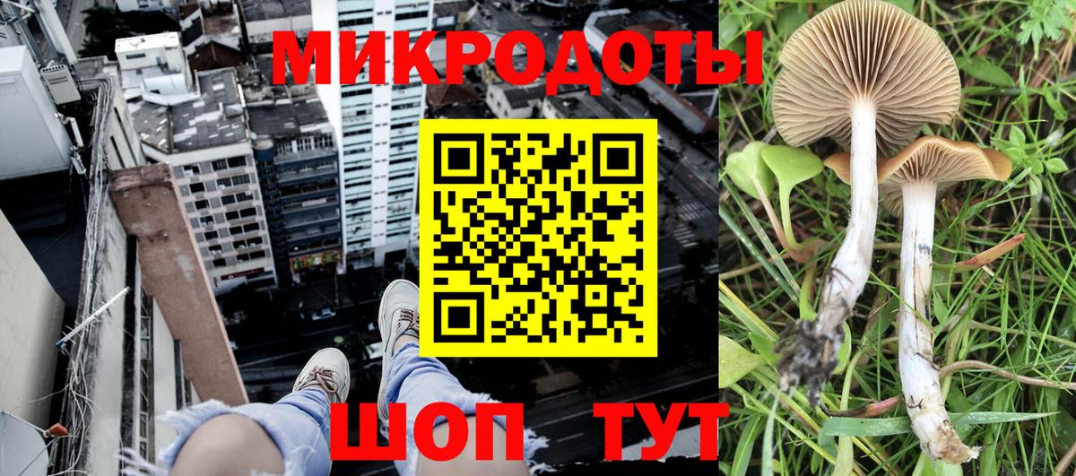 Галлюциногенные грибы Psilocybe Ртищево